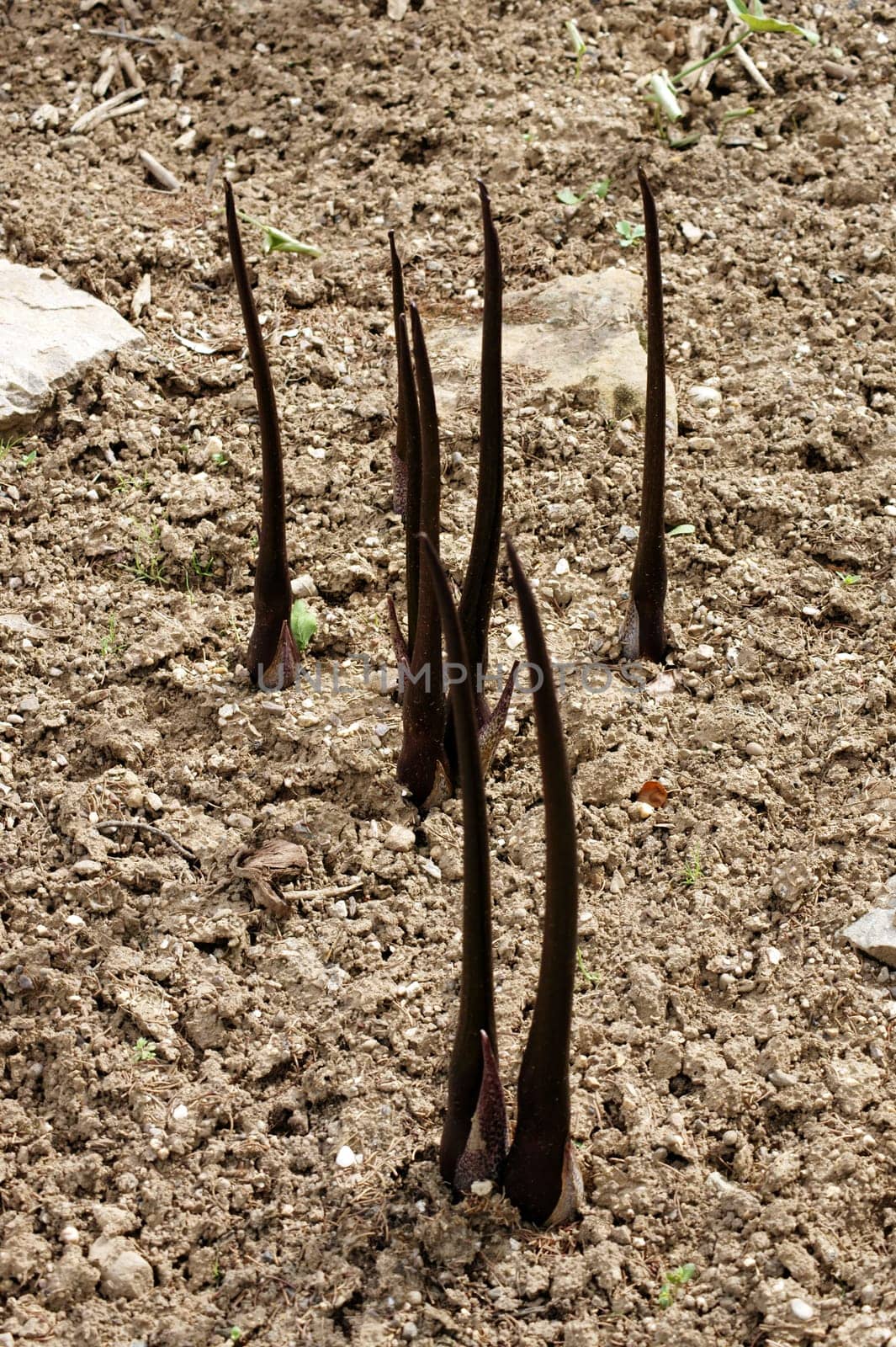 The photograph of lizard root,Typhonium venosum,on sandy soil.