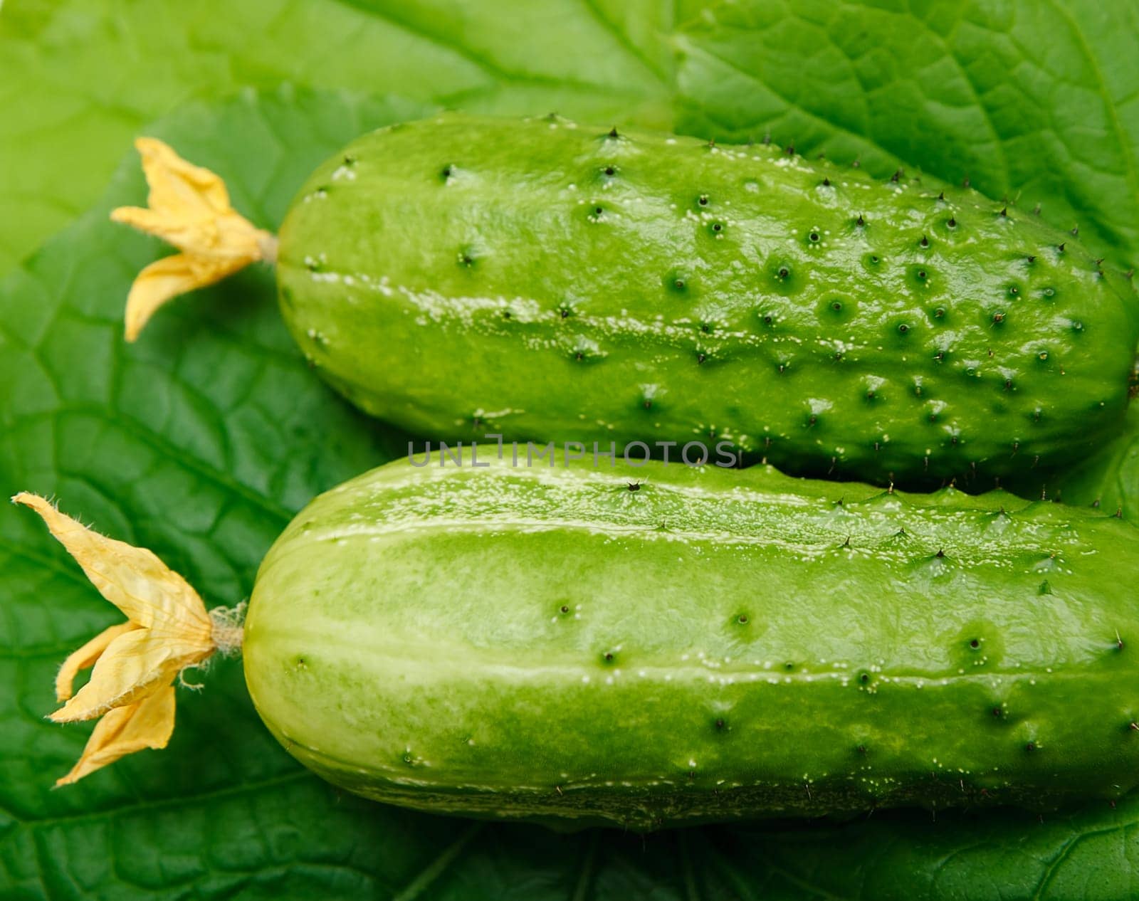 Two fresh cucumber on cucumber leaves background