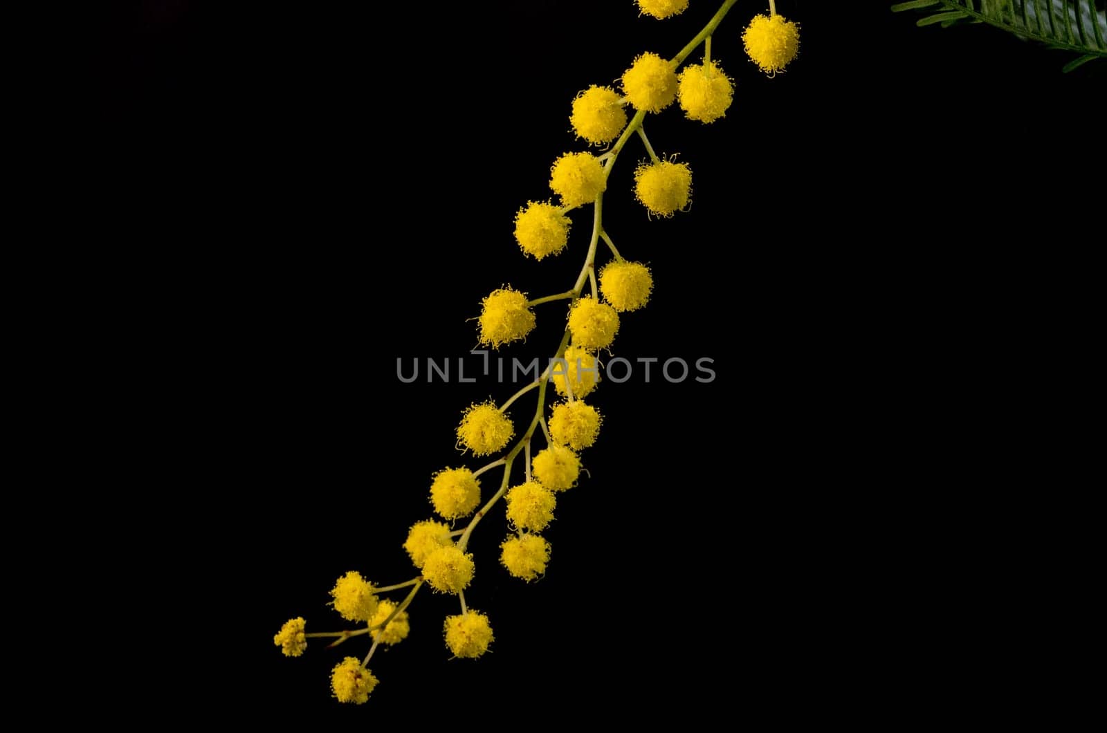 Branch with flowering acacia dealbata on a black background