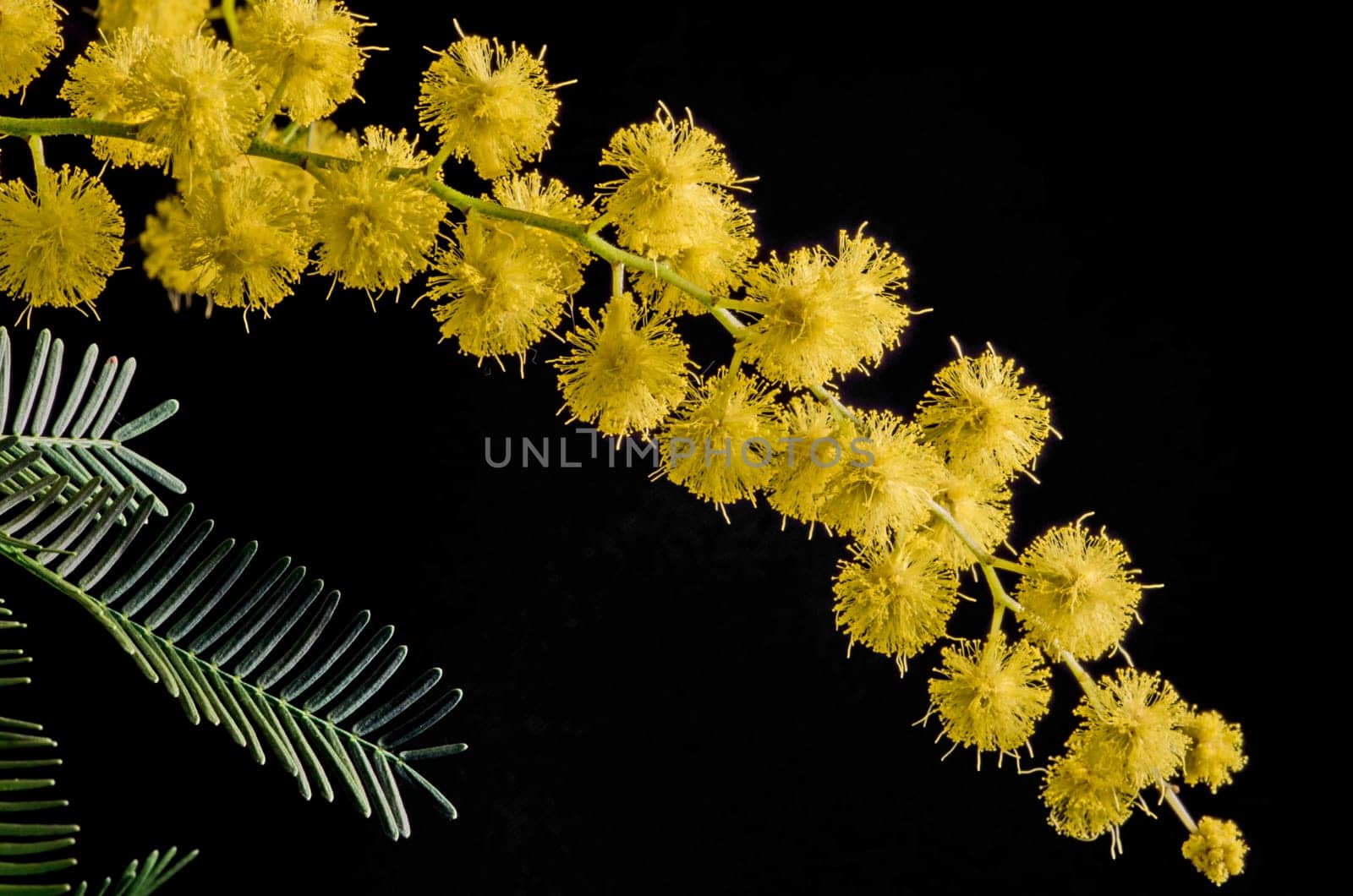 Branch with flowering acacia dealbata on a black background