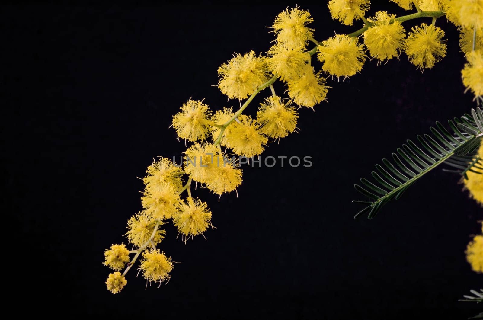 Branch with flowering acacia dealbata on a black background