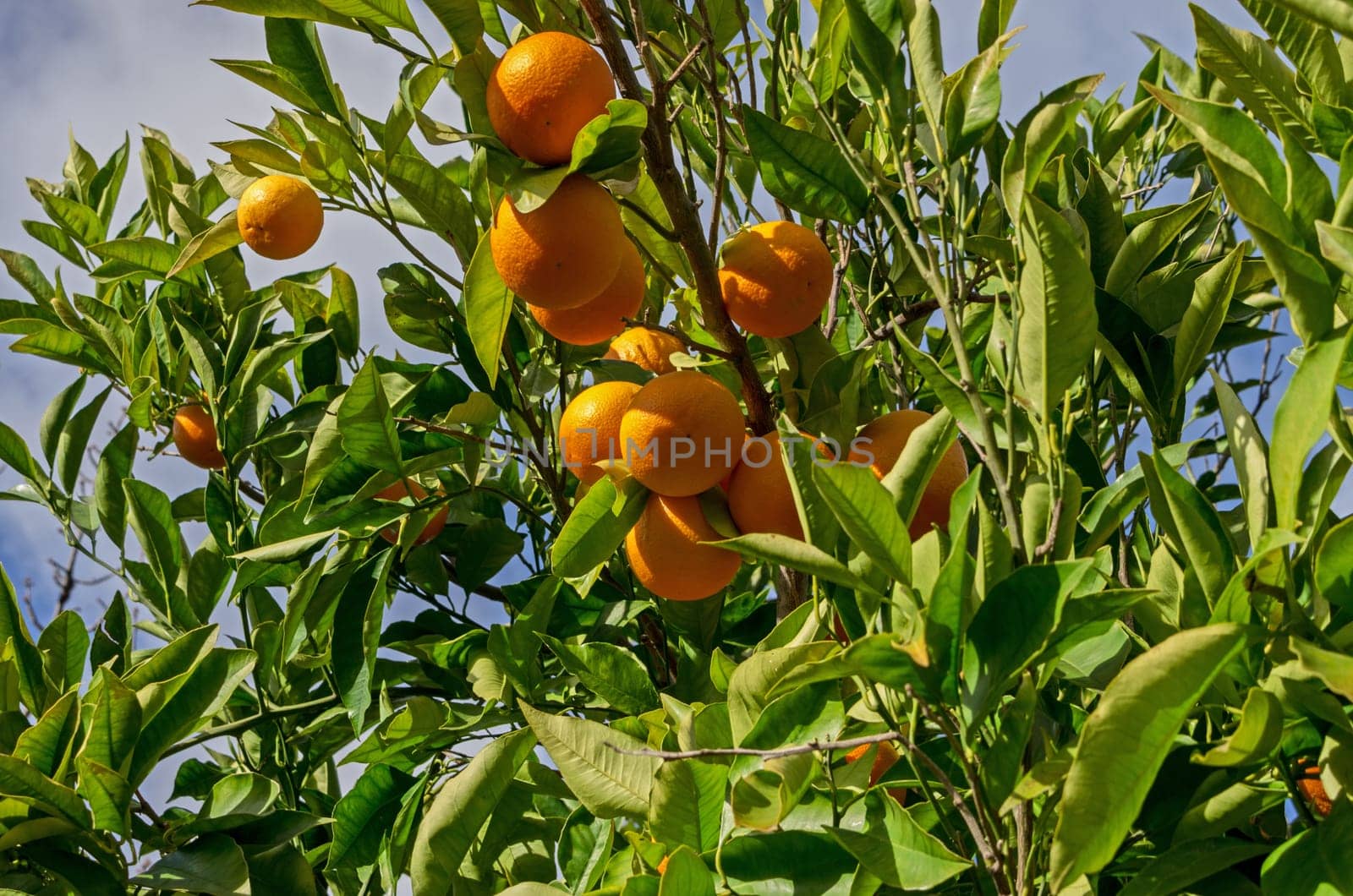 Fruits of orange tree with a blue sky background