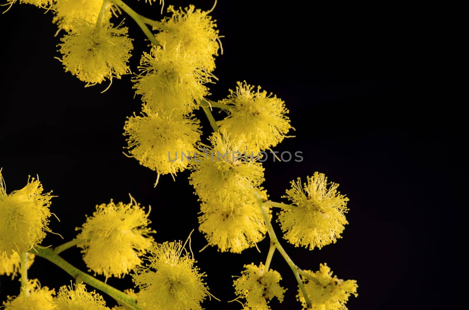 Branch with flowering acacia dealbata on a black background