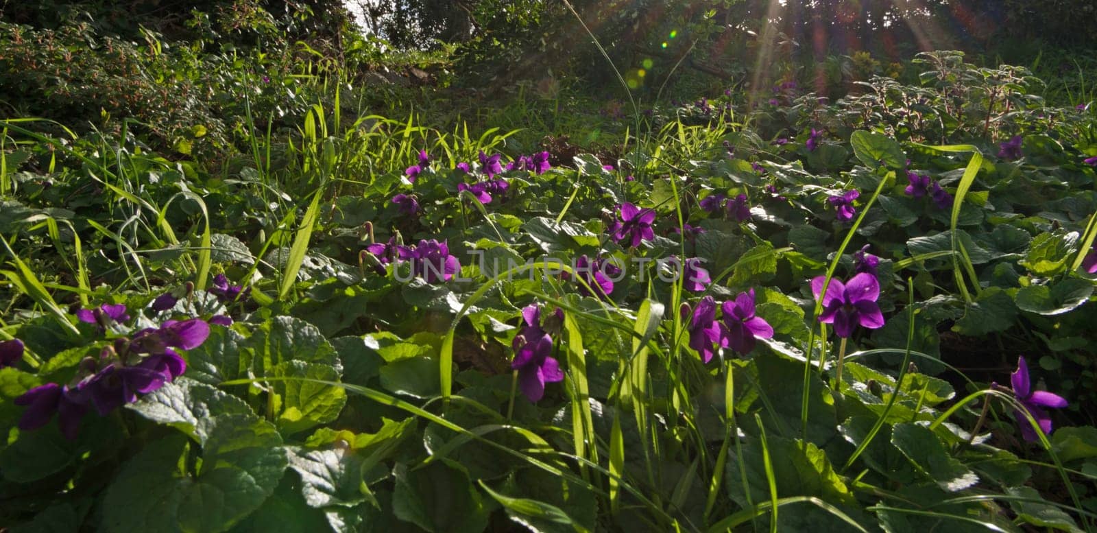 Violet flowers lightened by sunbeams in the tuscany countryside