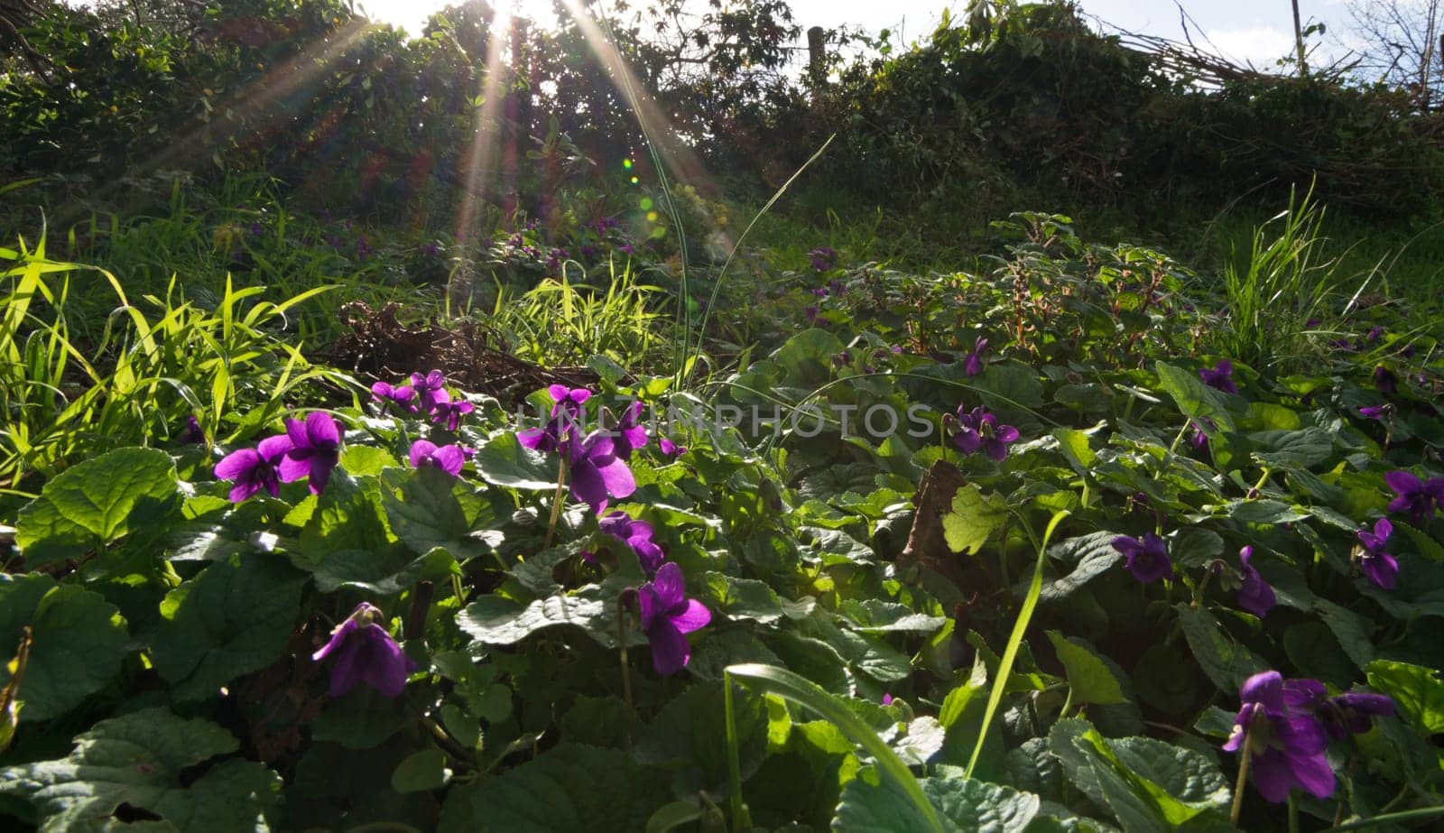 Violet flowers lightened by sunbeams in the tuscany countryside