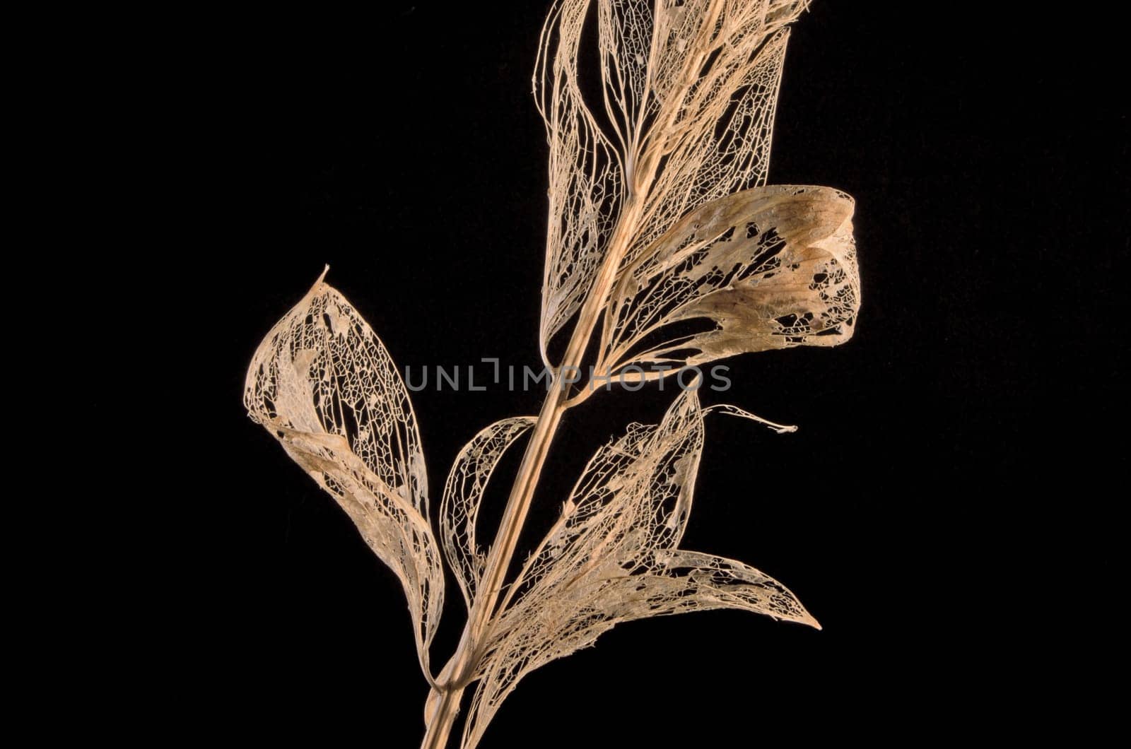 Branch with dry leaves that show their structure