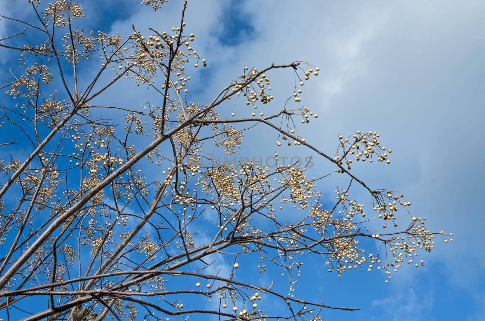 Melia azedarach tree with fruits during winter
