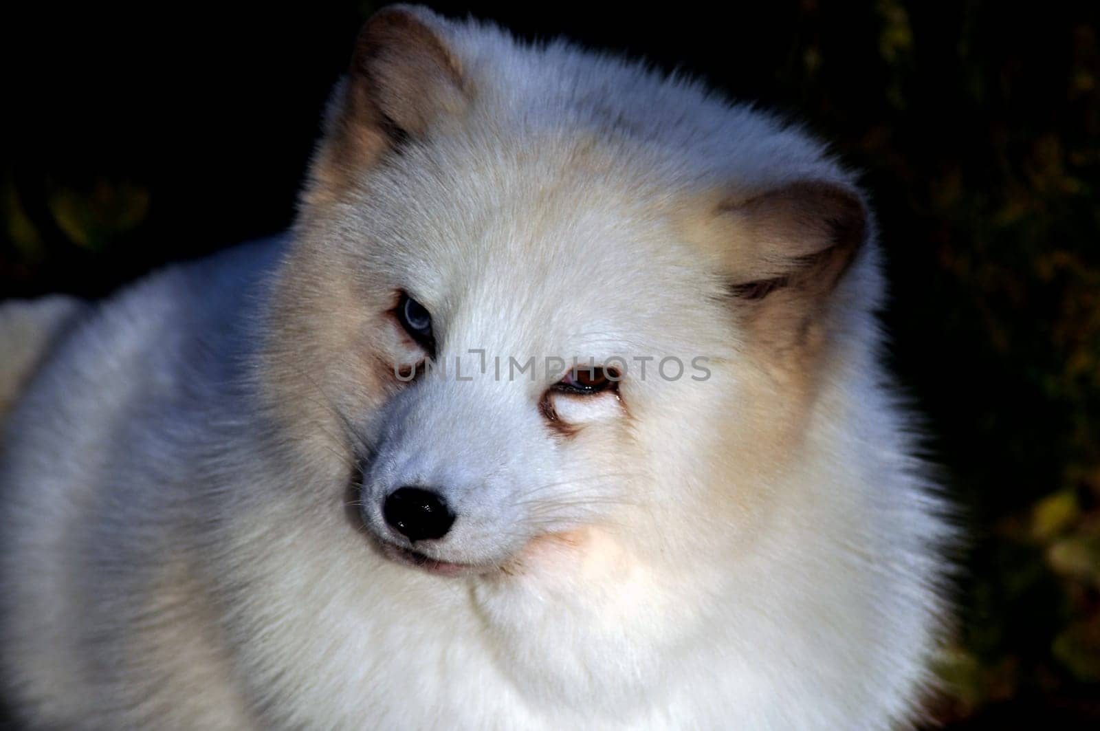 Polar fox