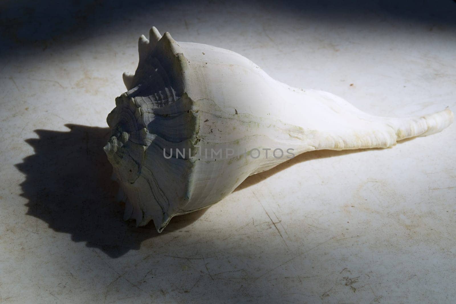 Side view of a large weathered conch shell on old white table outdoors.