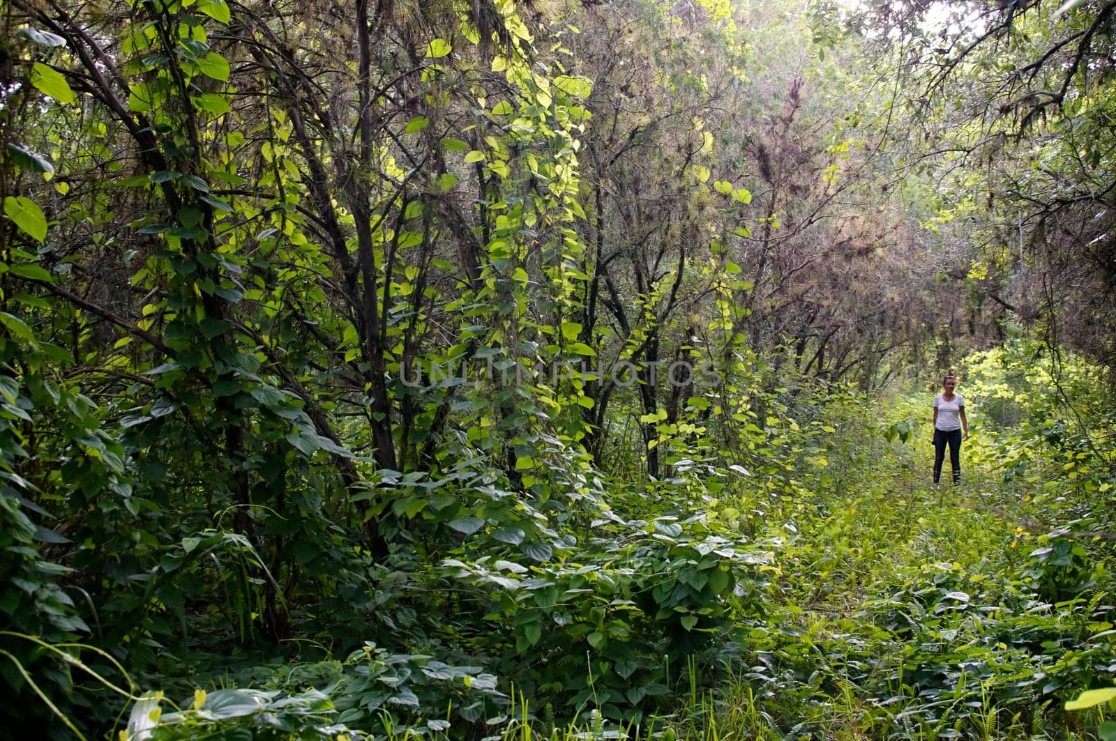 A young woman is lost in the middle of an overgrown forested area in tropical florida, she is looking at viewer from a distance.
