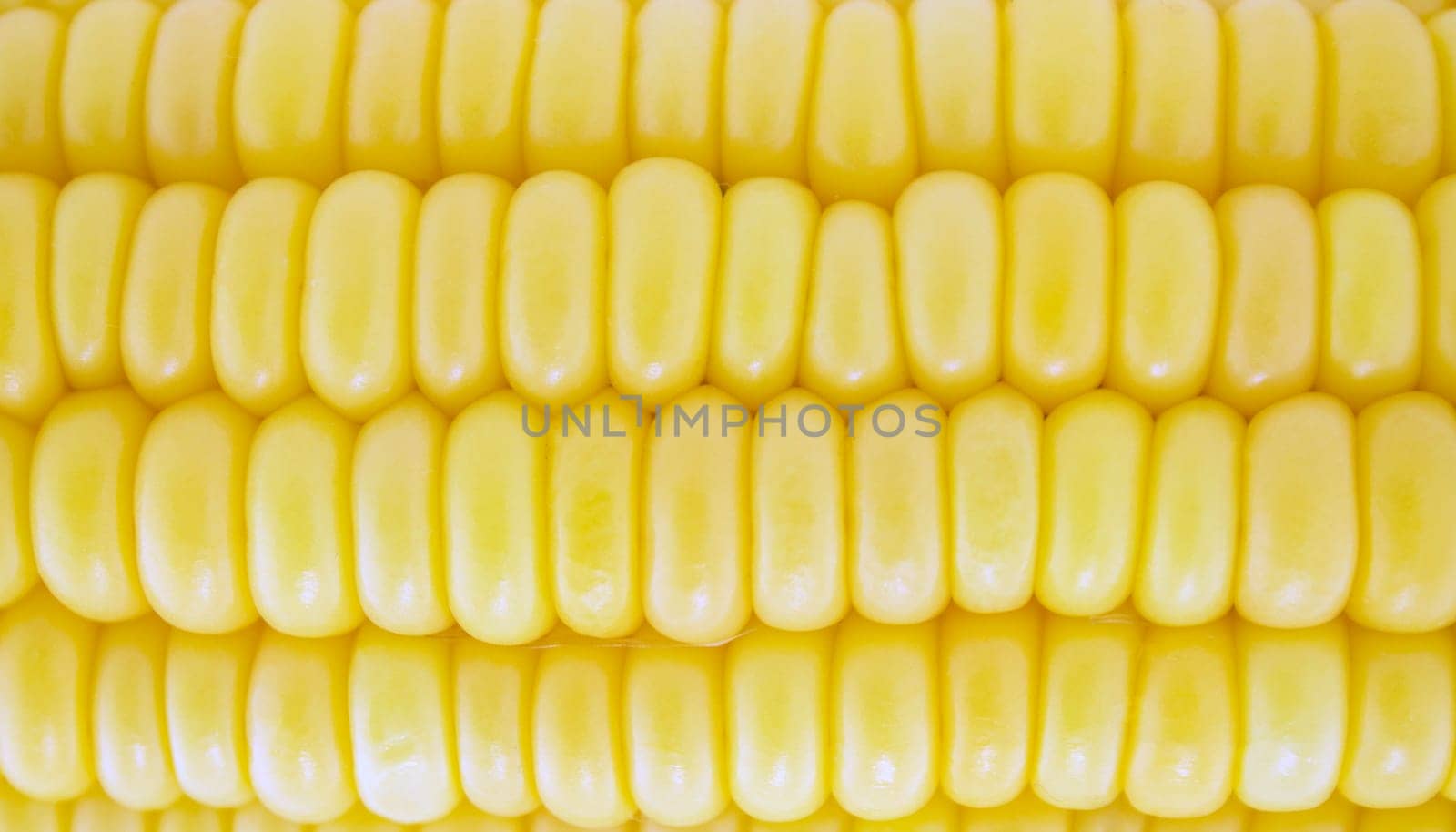 corn cob between green leaves .