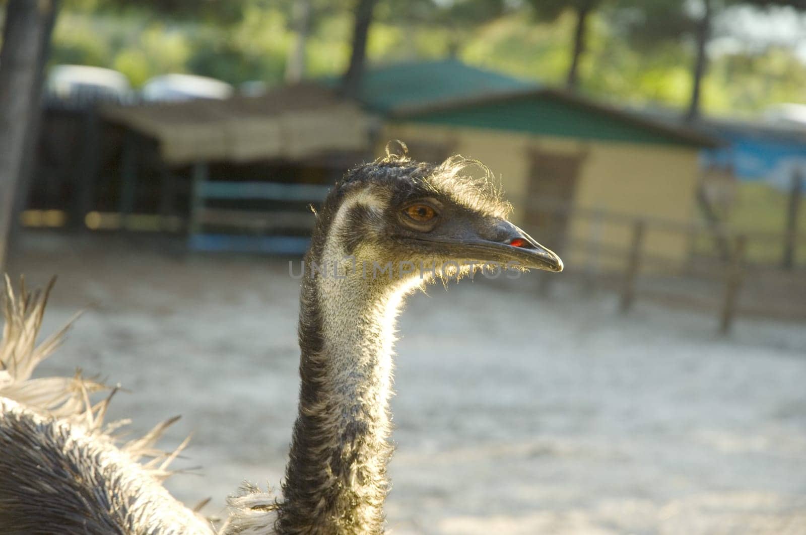 Ostrich behind a fence on a zoo background