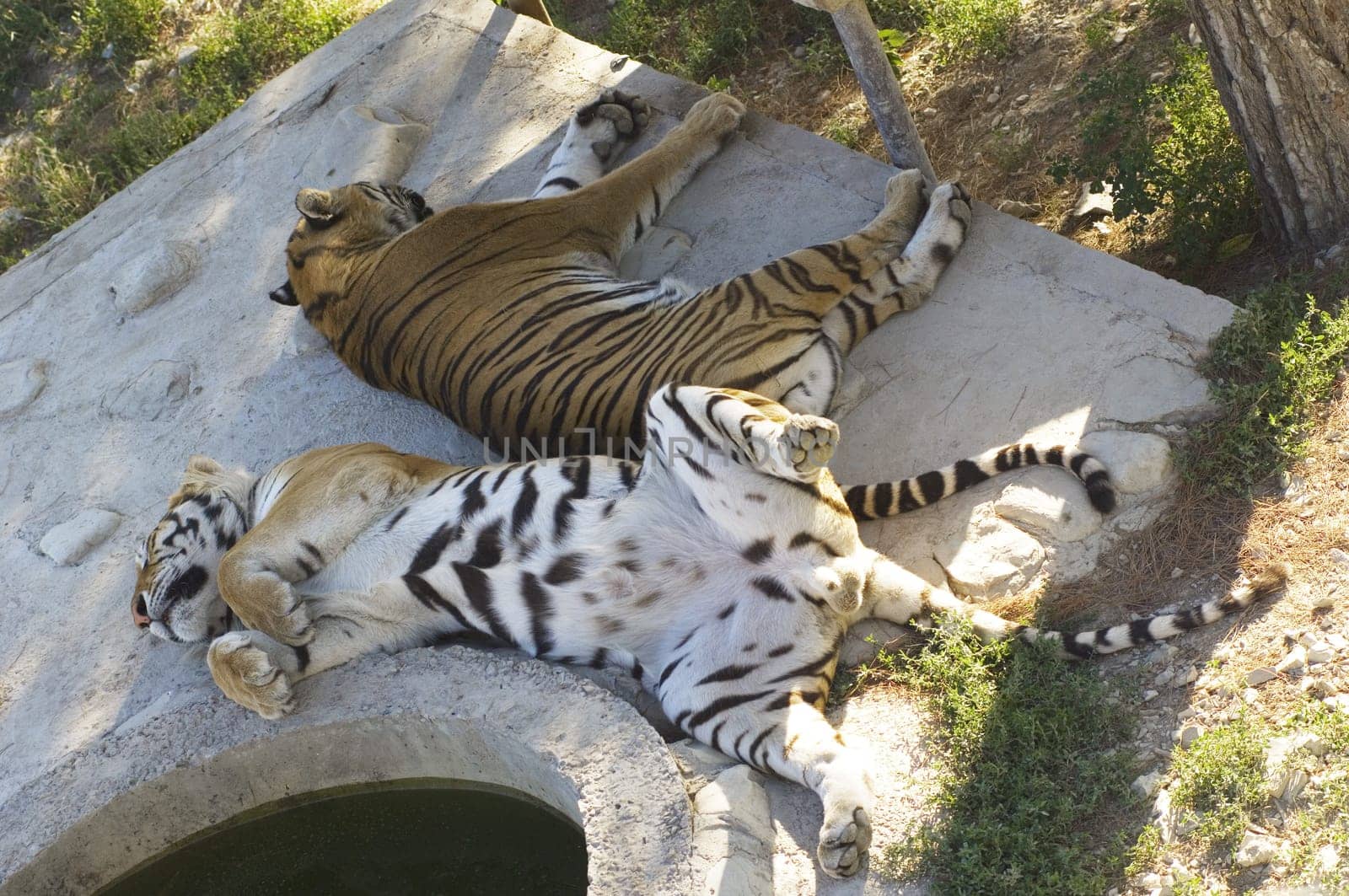 asian tigers lying on rock and sleep