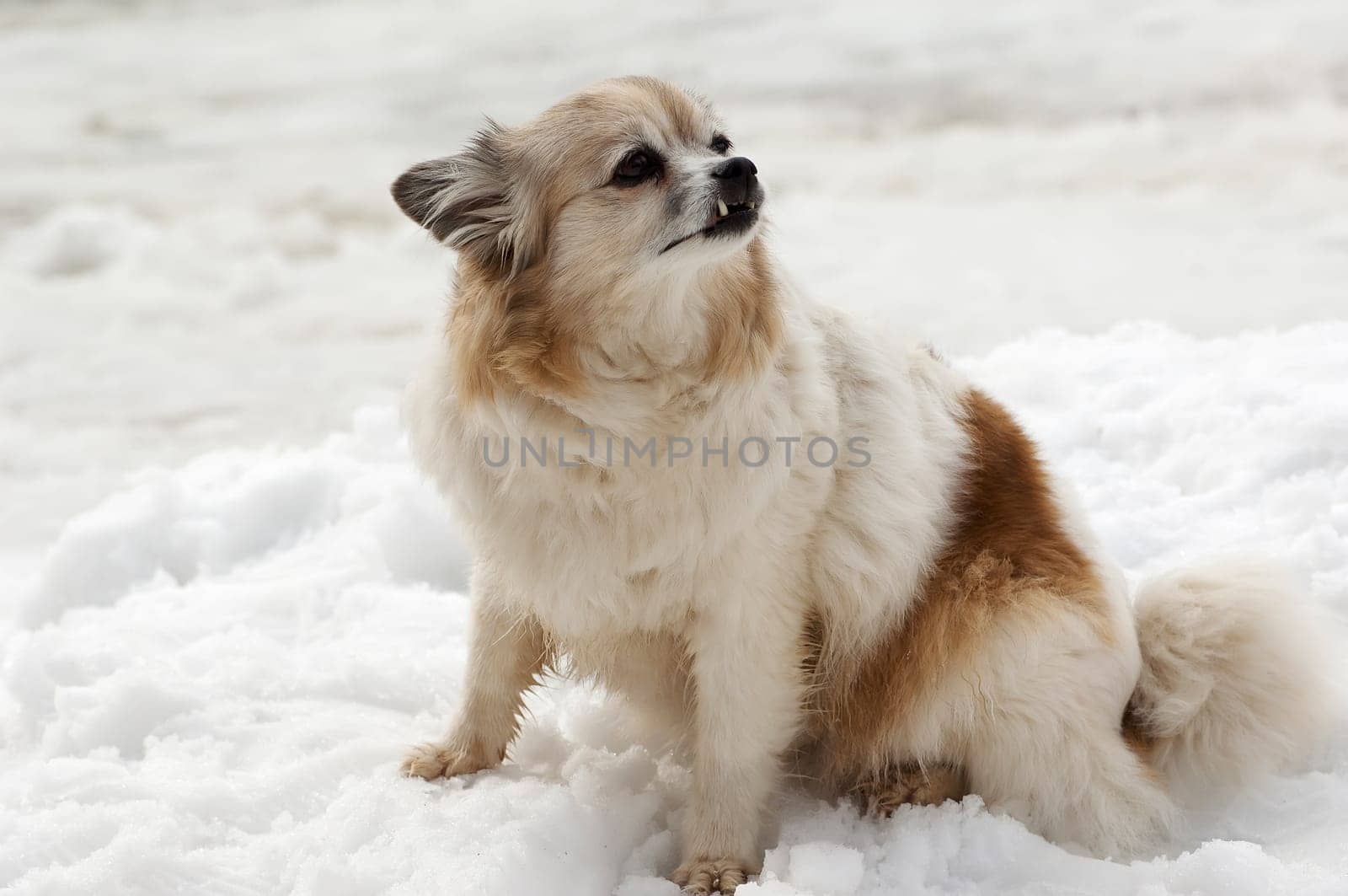 Little dog on a street in winter sitting