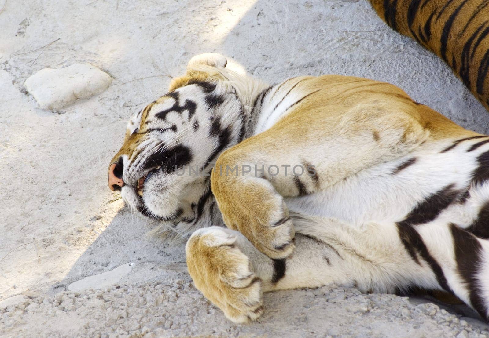 asian tigers lying on rock and sleep