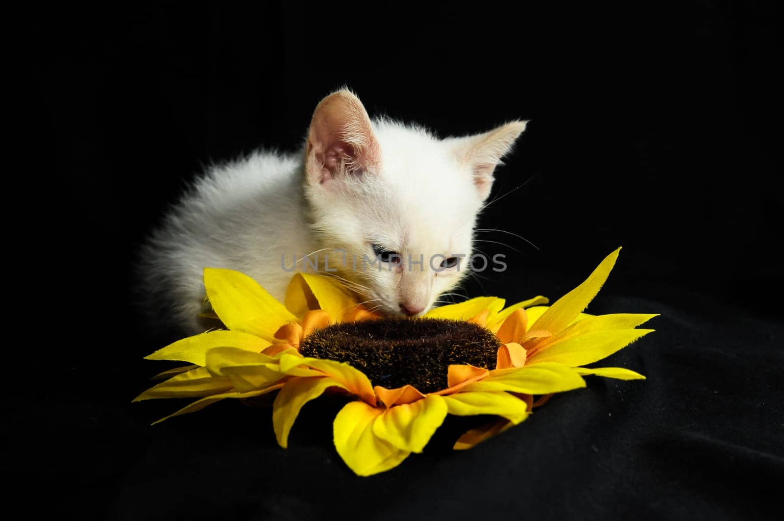 White Young Baby Cat on a Black Background