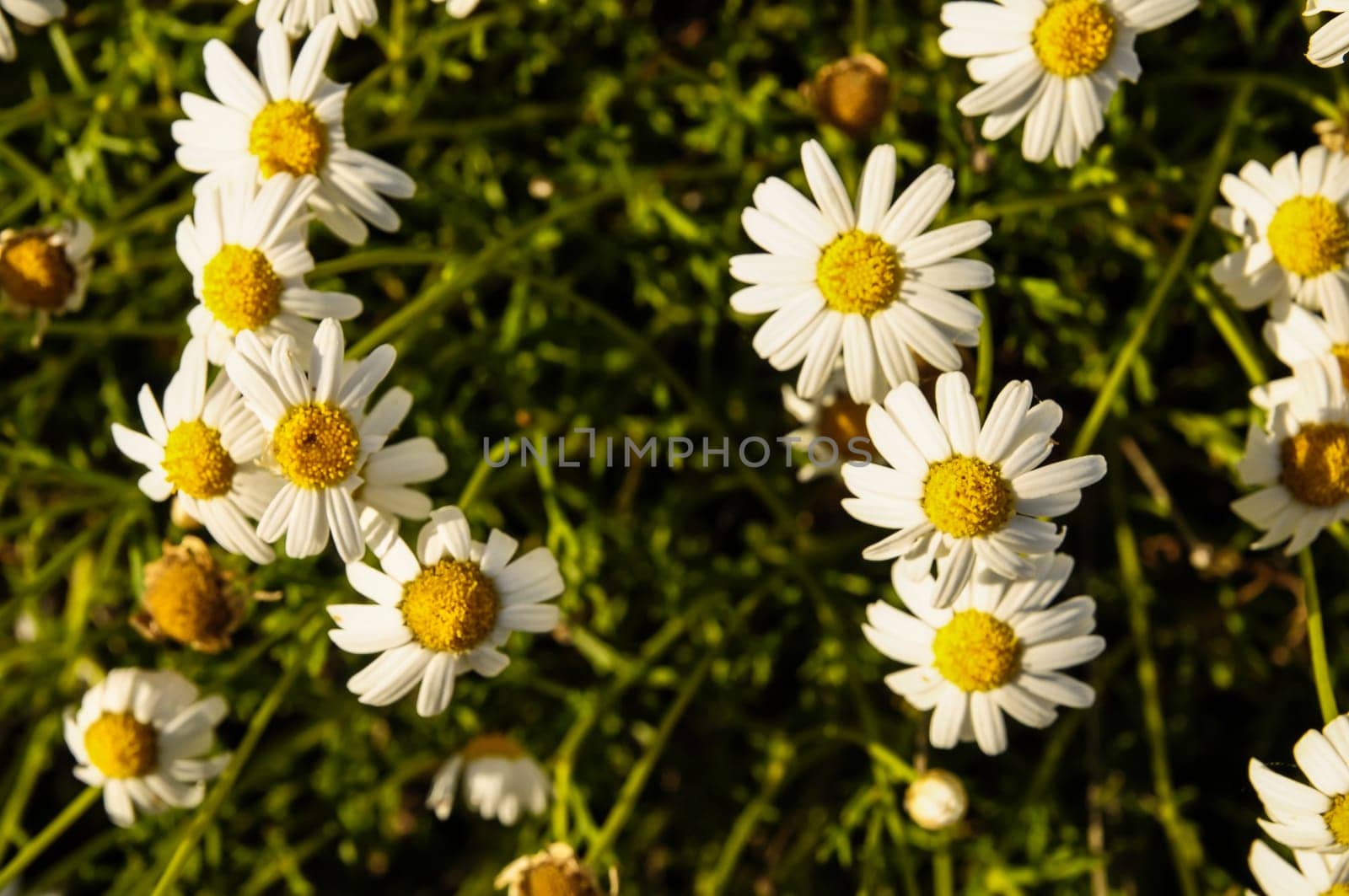 Some Fresh Yellow and White Camomilla Daisy Flowers