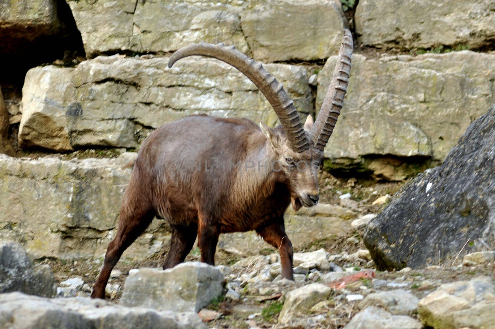 Ibex