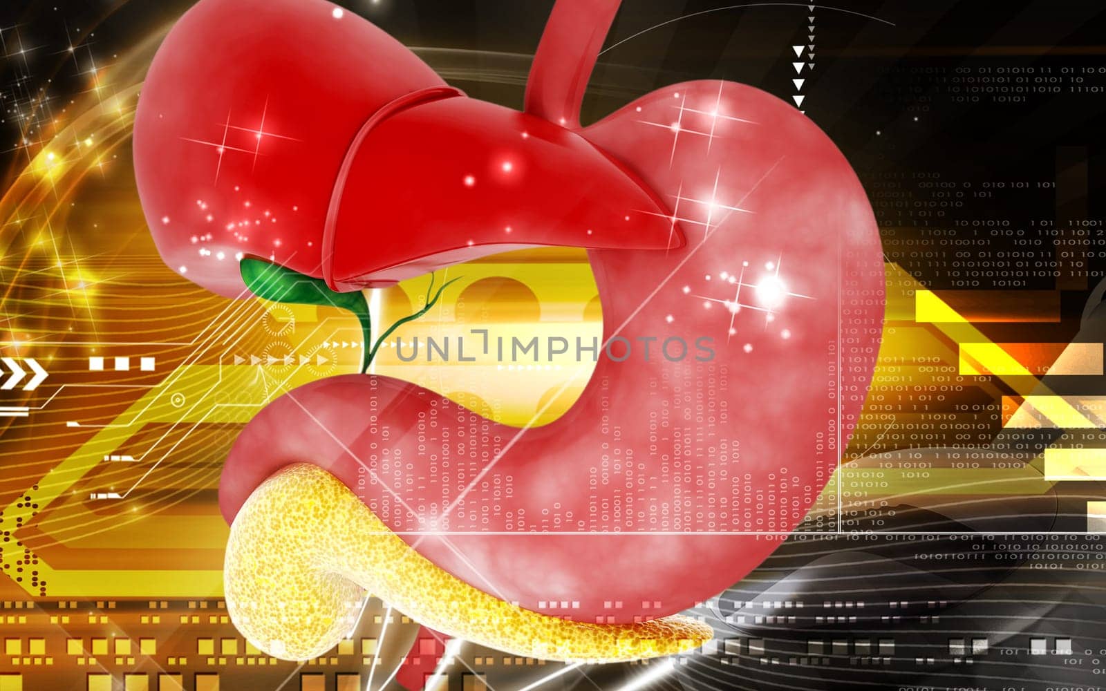 Digital illustration of Liver and stomach in colour background