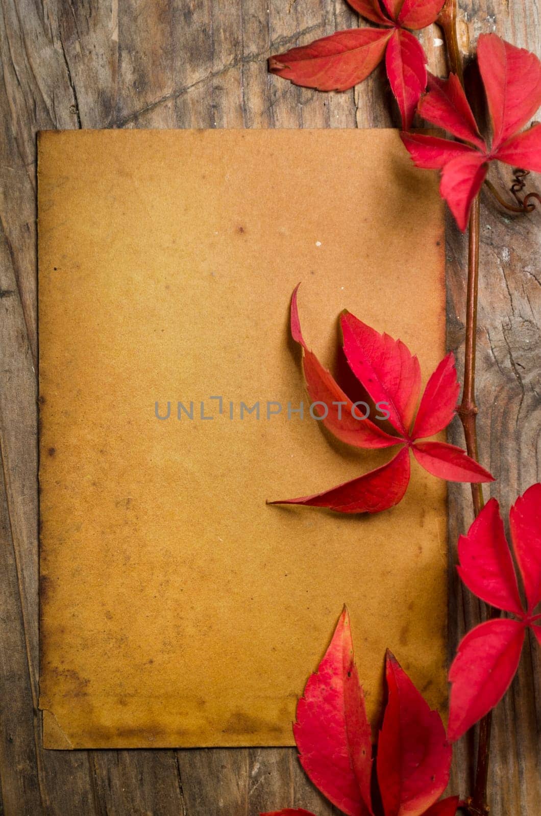 Empty sheet and red ivy