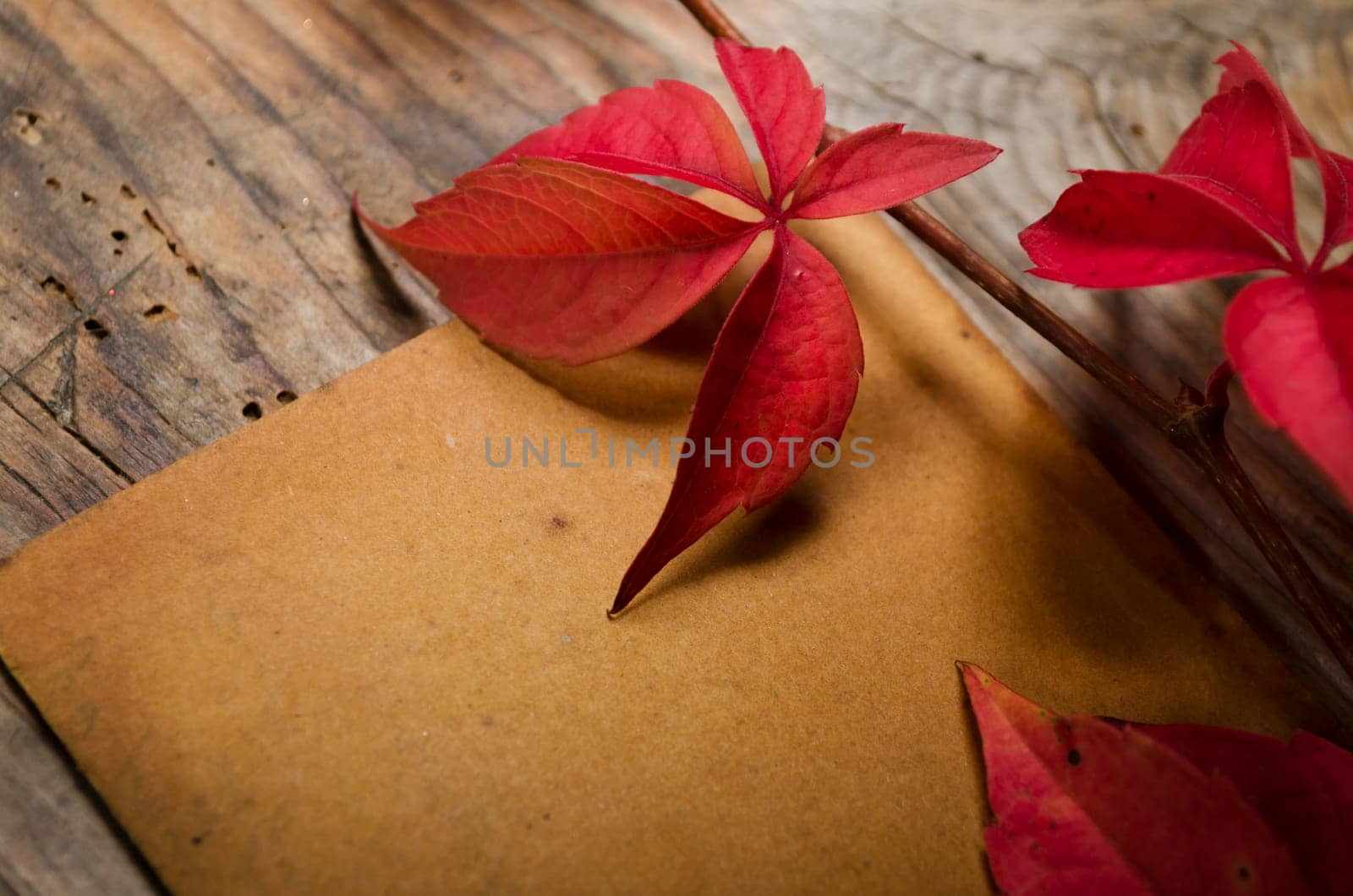Empty sheet and red ivy