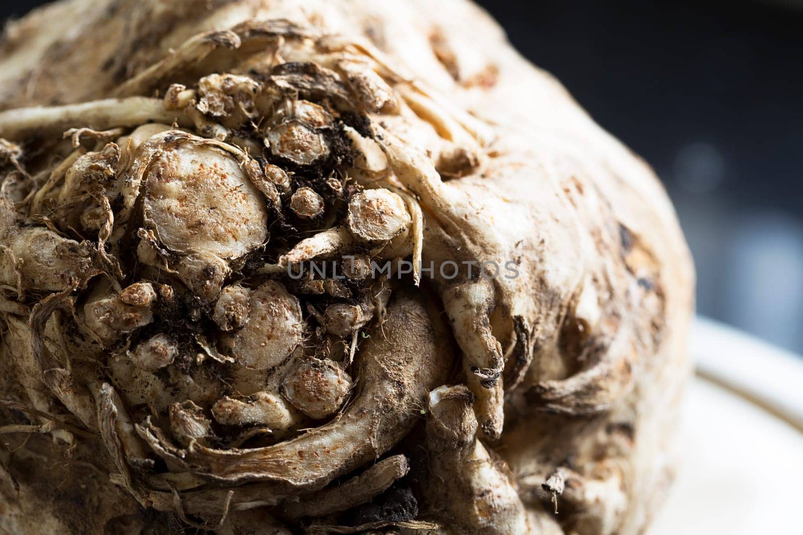 Celeriac, root vegetable recently harvested.