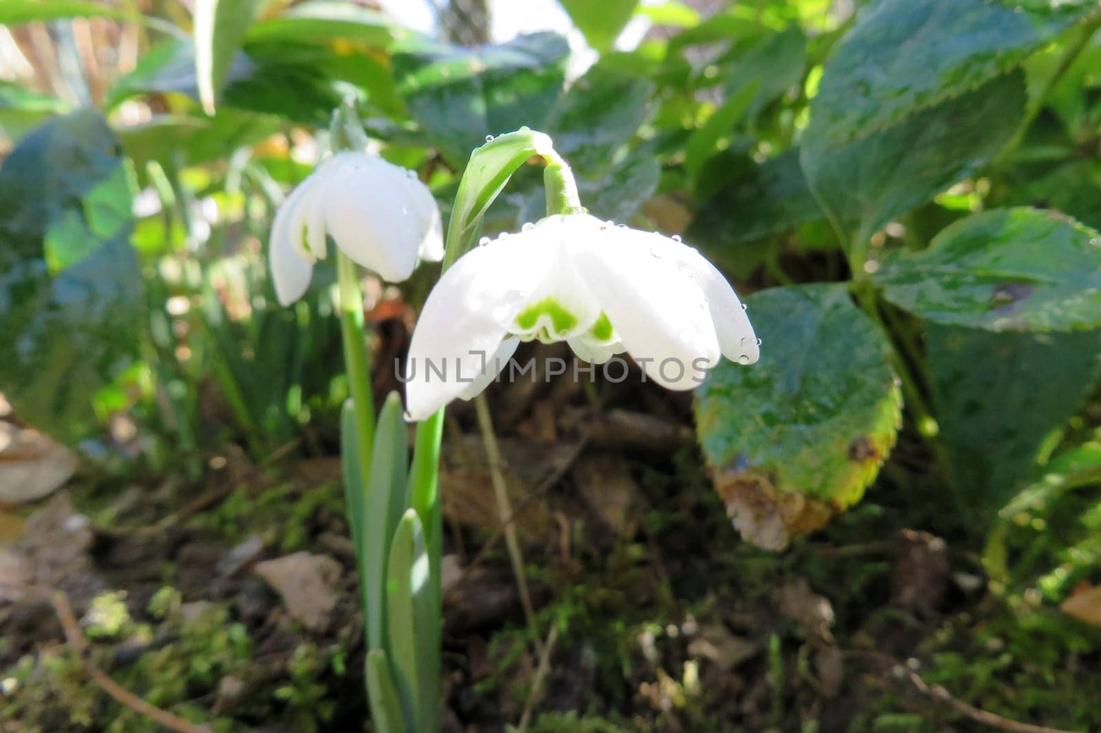 Snowdrop - Galanthus nivalis