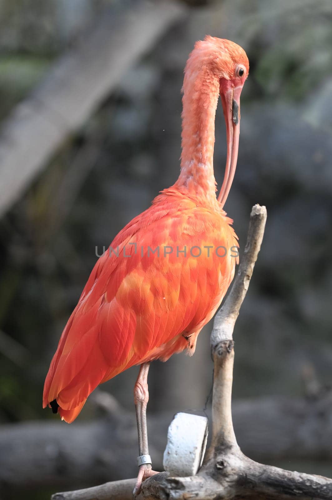 Rare Pink Parrot Bird with very Long Beak