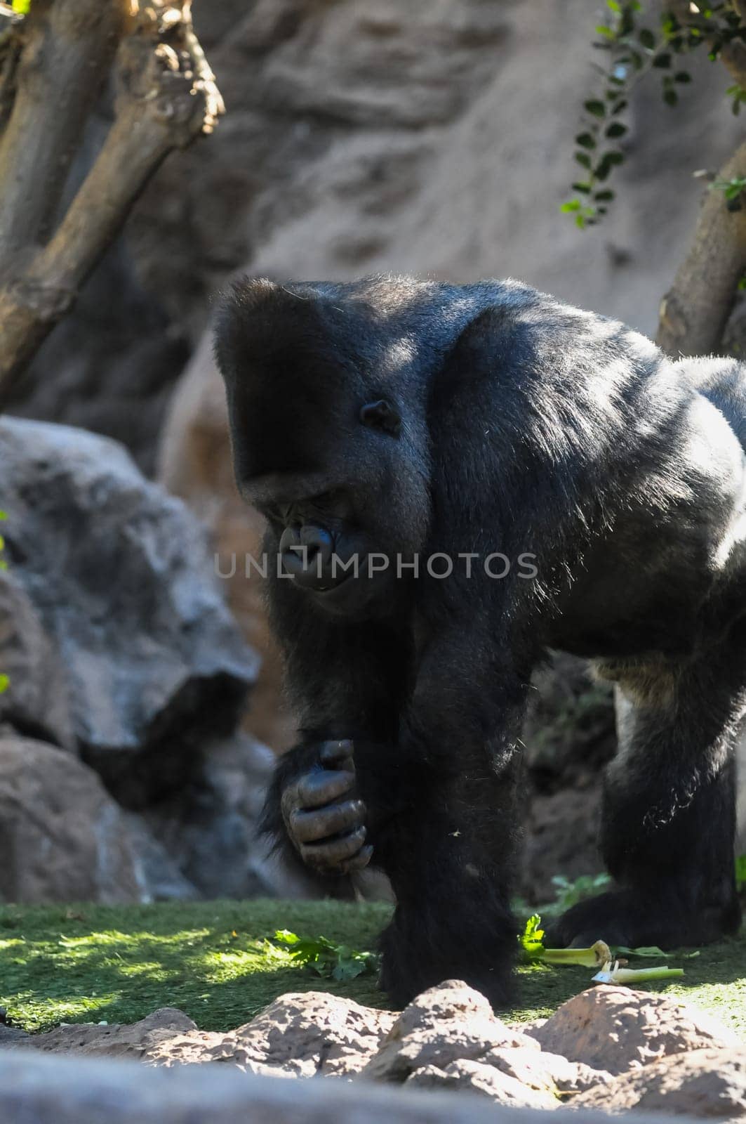 Strong Adult Black Gorilla on the Green Floor