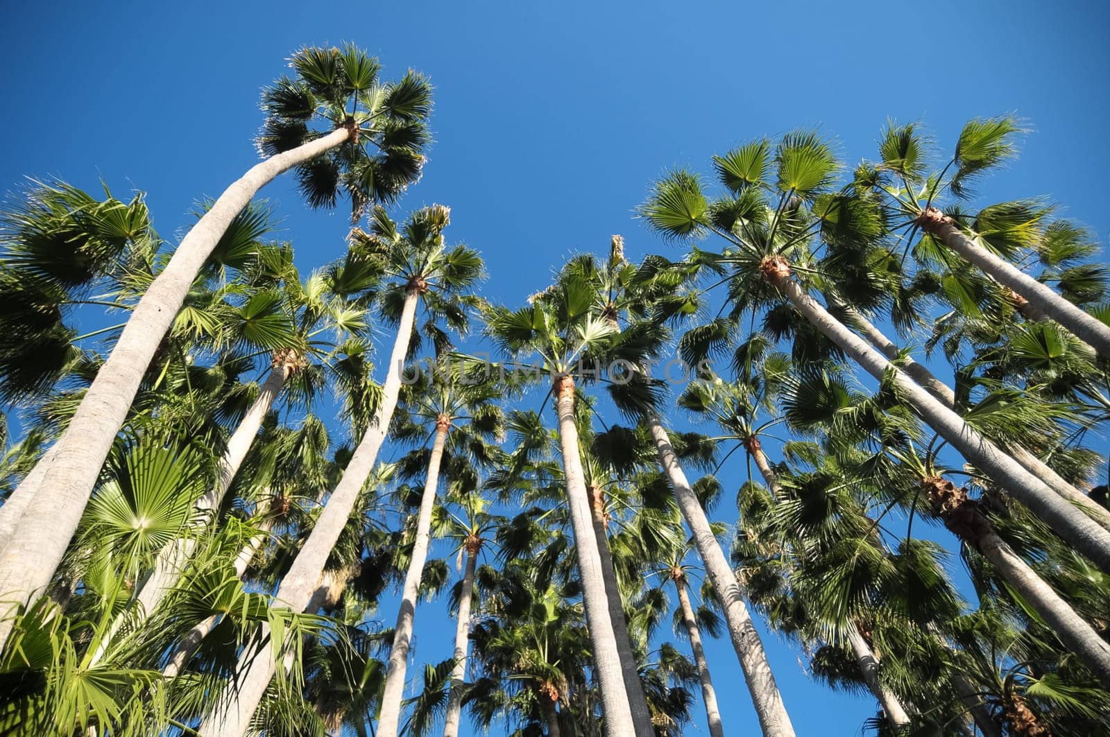Palm Trees in Tenerife Canary Islands Spain