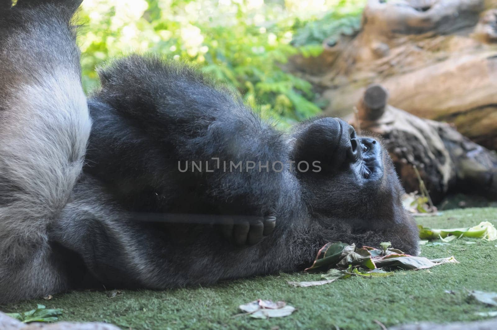 Strong Adult Black Gorilla on the Green Floor