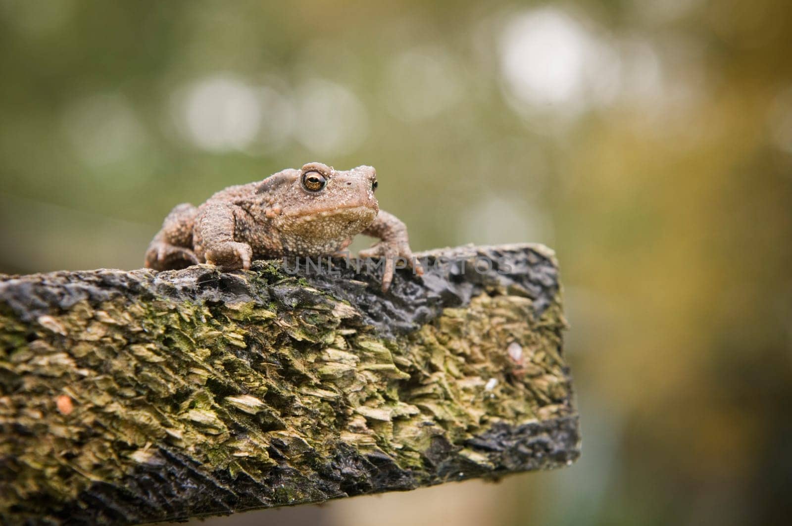 frontal close-up of a common toad at the end of a board