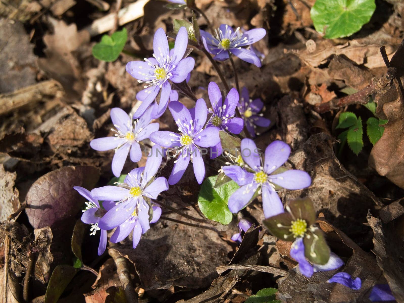 Close-up close to the ground of a liverwort on deciduous forest floor with brown oak leaves