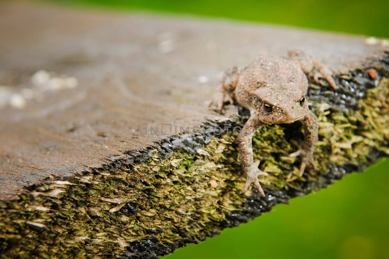 frontal close-up of a common toad at the end of a board