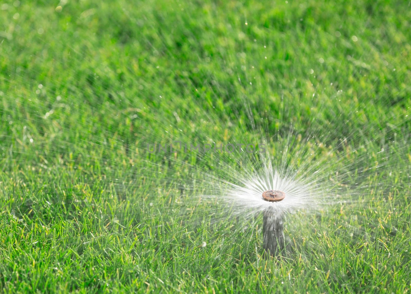 sprinkler watering fresh lawn
