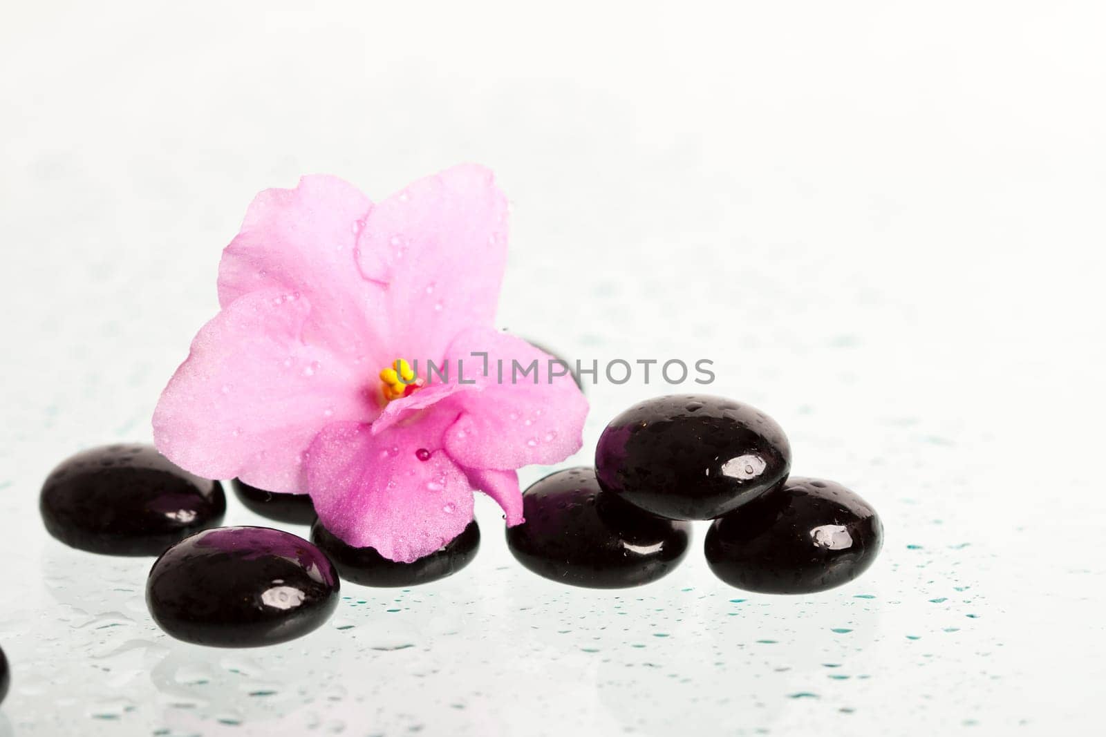 Black spa stones and pink flower on white background