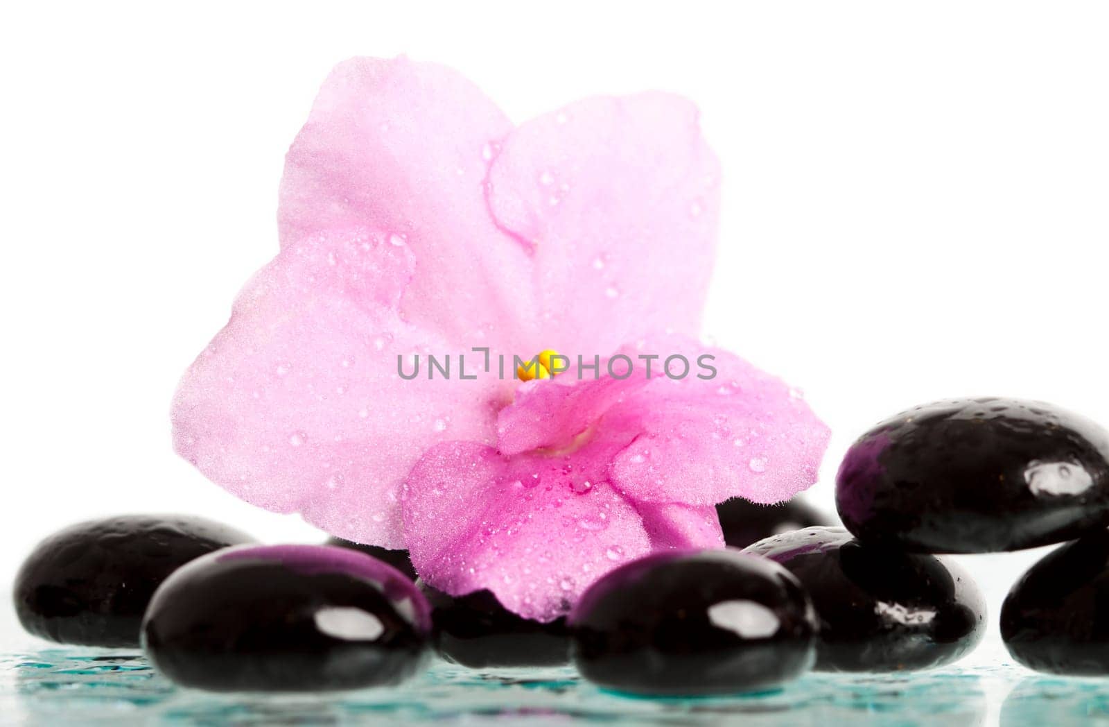 Black spa stones and pink flower on white background
