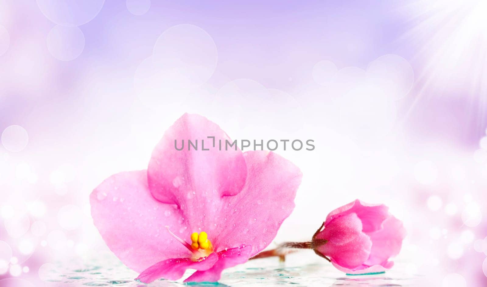 Closeup on a pink flower with water drops and reflection