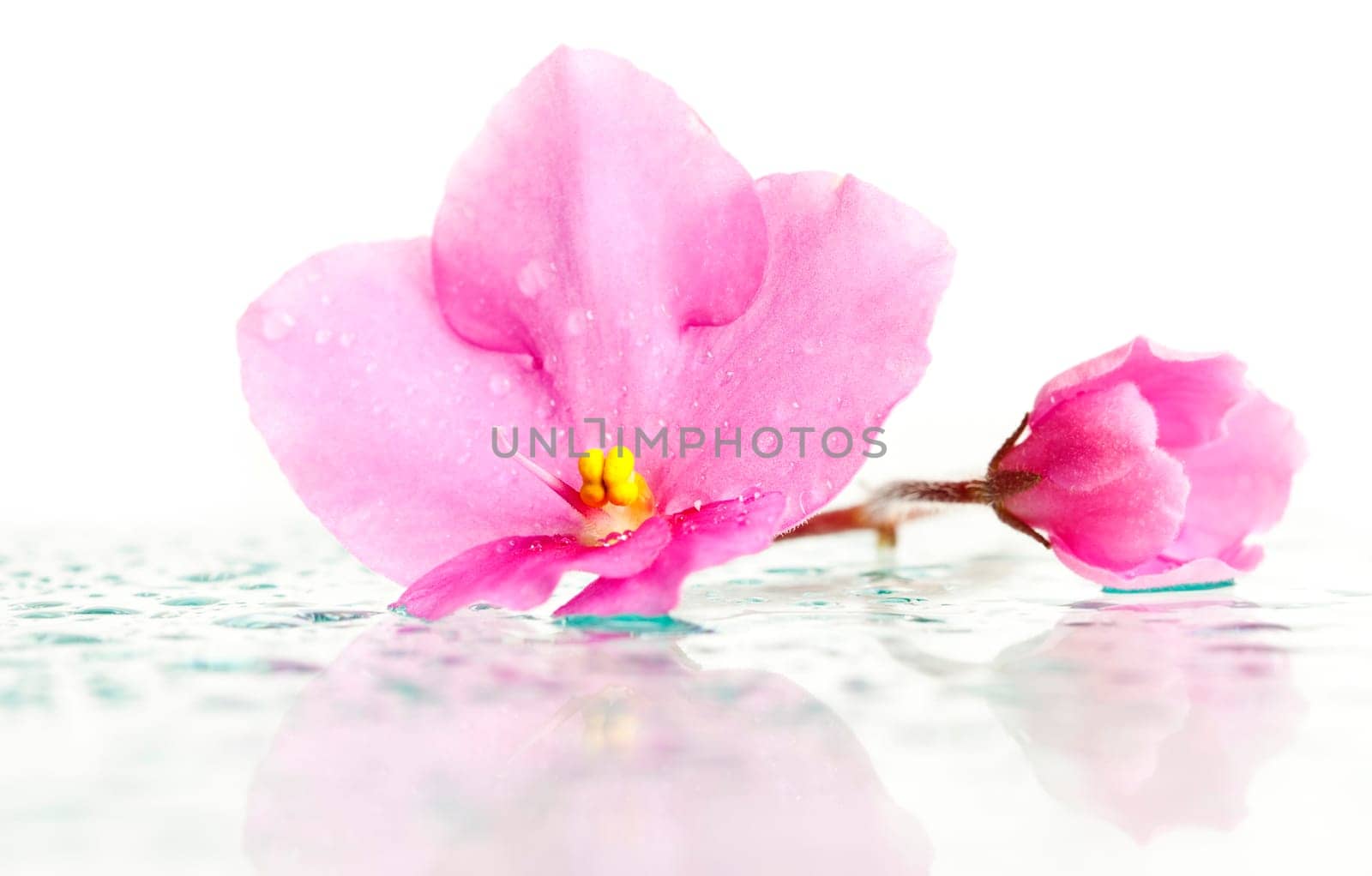 Closeup on a pink flower with water drops and reflection