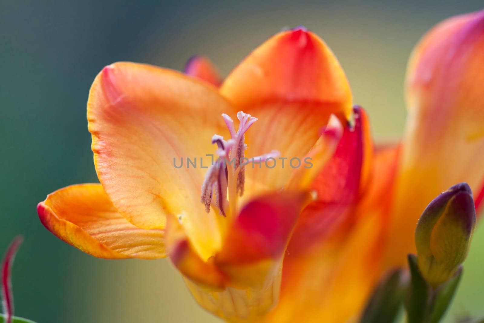 Close up on freesia flowers with shallow dof