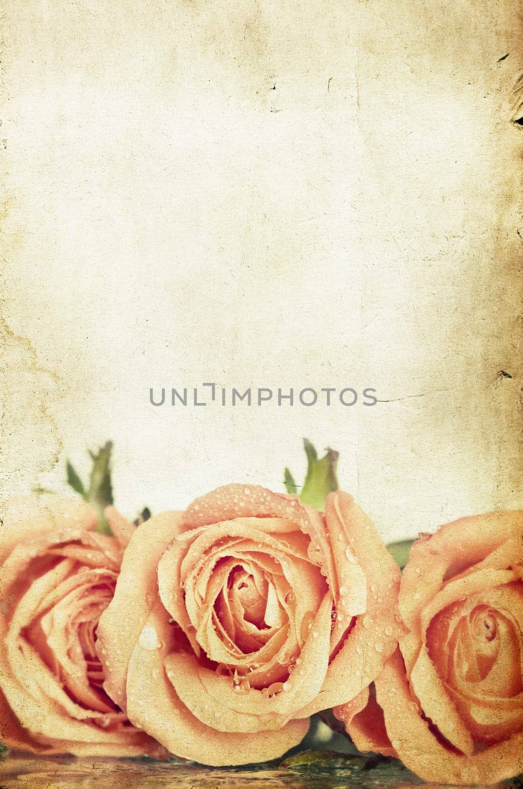 Pink roses on vintage background with copy space