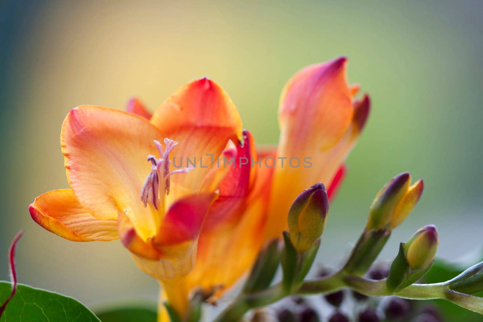 Close up on freesia flowers with shallow dof
