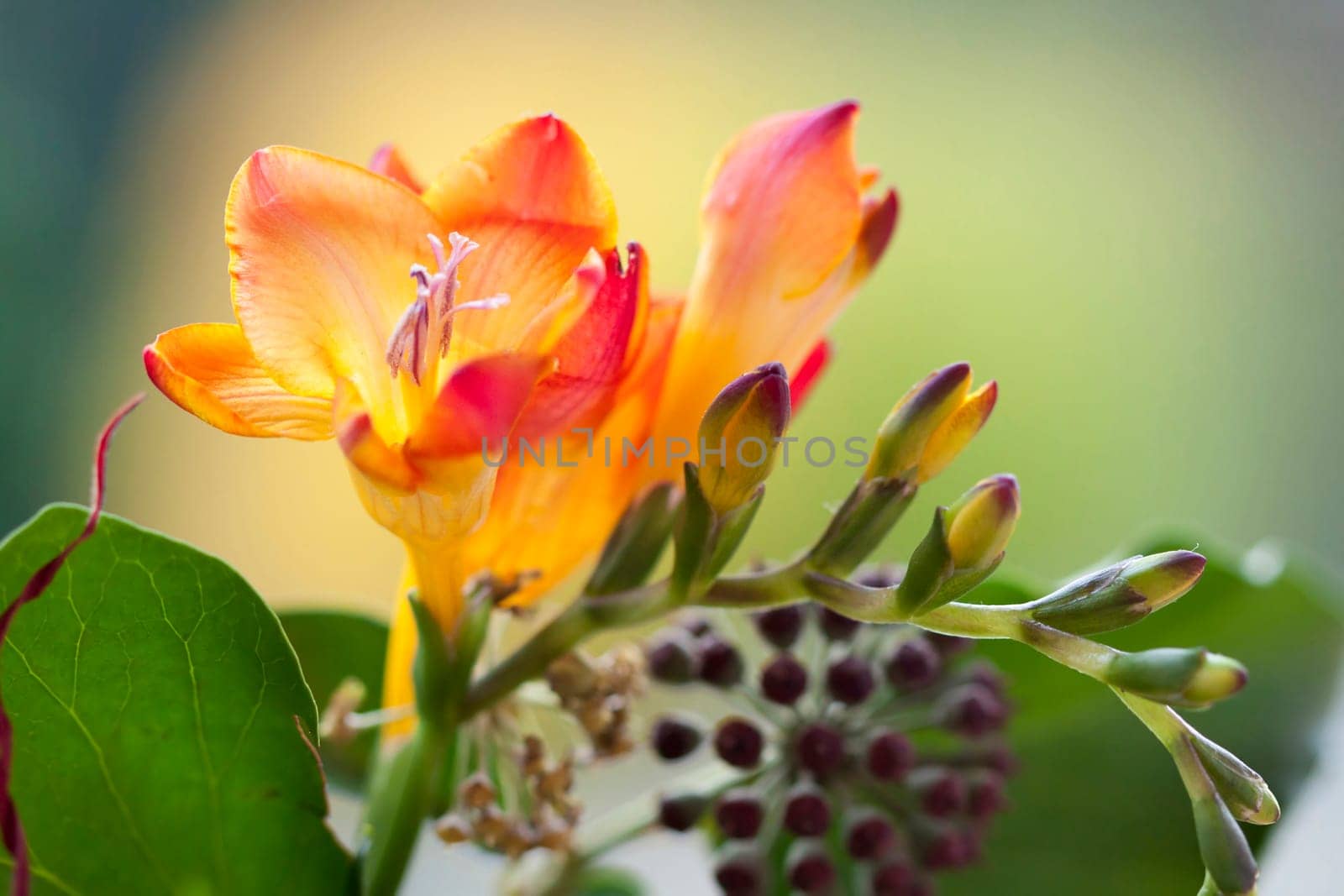 Close up on freesia flowers with shallow dof