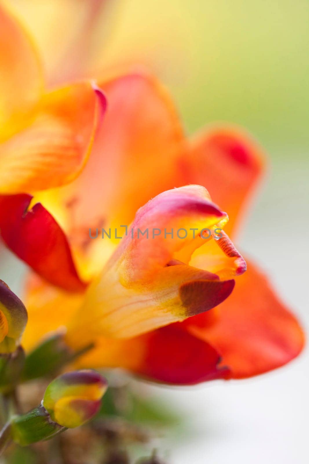 Close up on freesia flowers with shallow dof