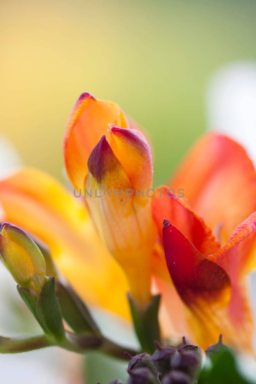 Close up on freesia flowers with shallow dof
