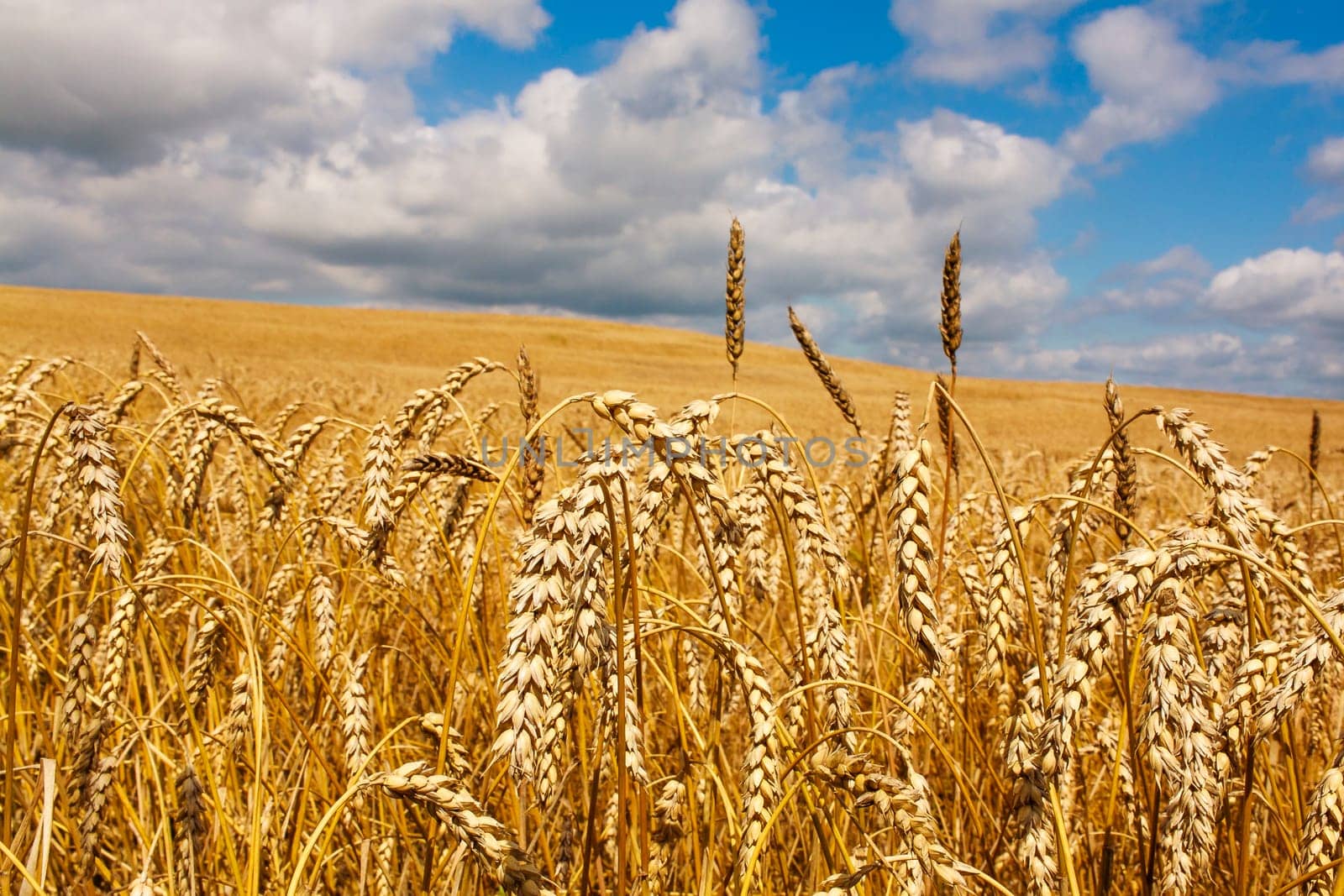 a field of yellow corn ears with a blue sky.