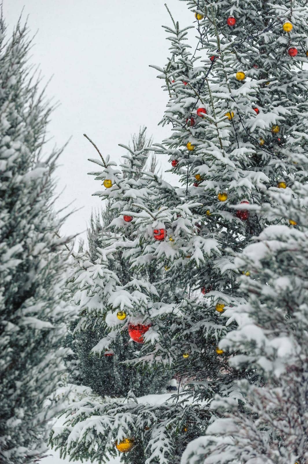 christmas tree decorated with red and yellow bulbs,snowy tree outdoors,covered with snow,daylight.