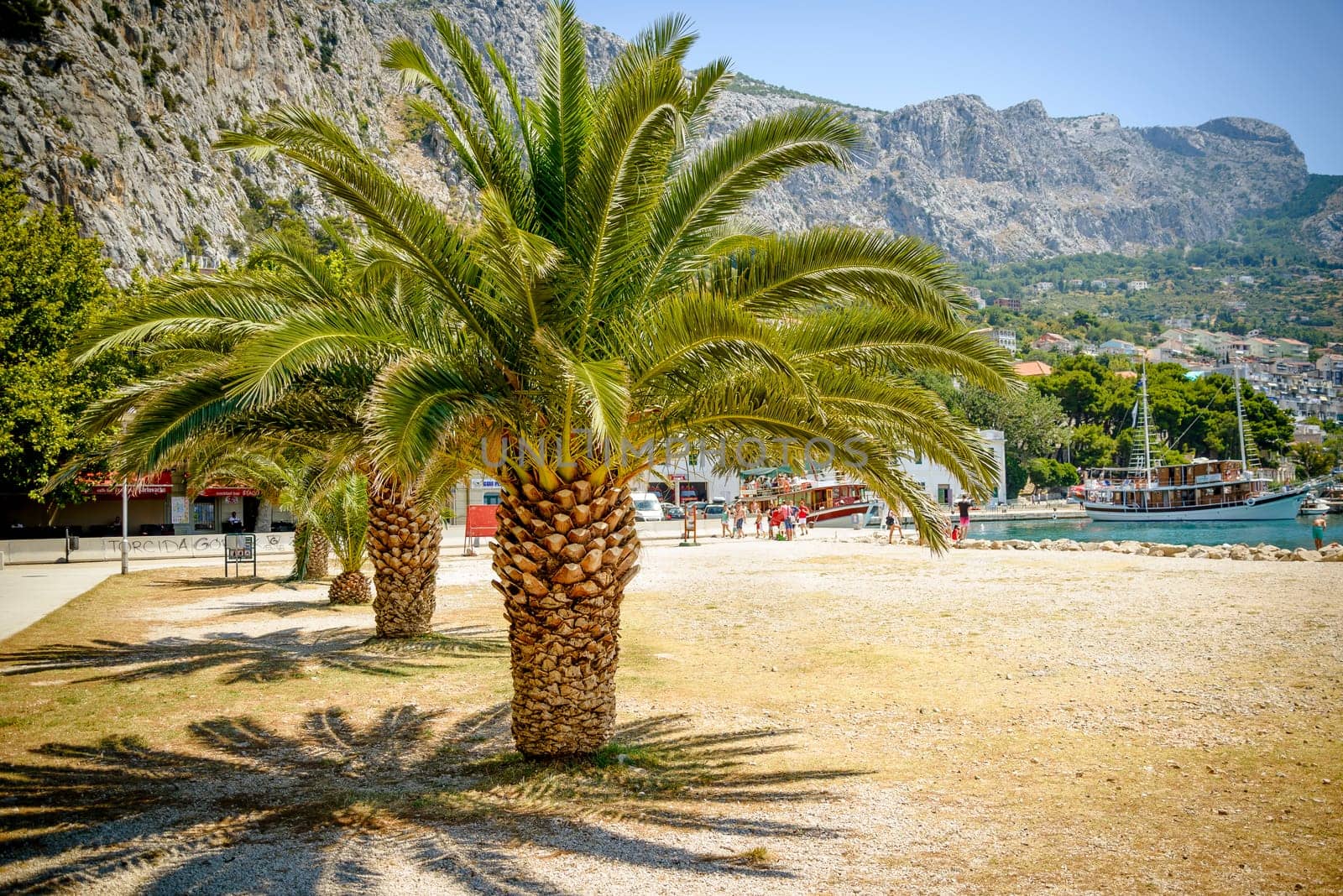 photo presents palm trees with big green leaves from european beach (greece,turkey,croatia,italy,spain),sunny landscape with visible piece of sea,harbor and mountains inthe background.