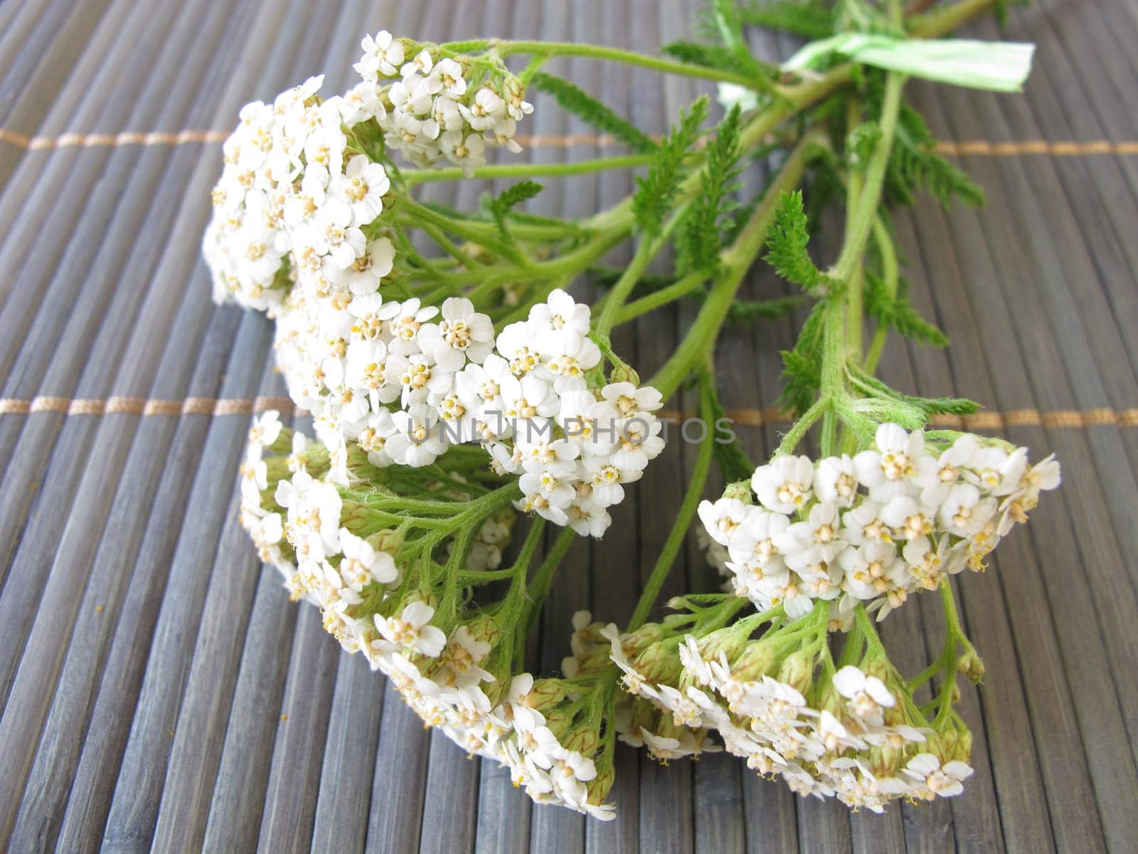 A bouquet of yarrow
