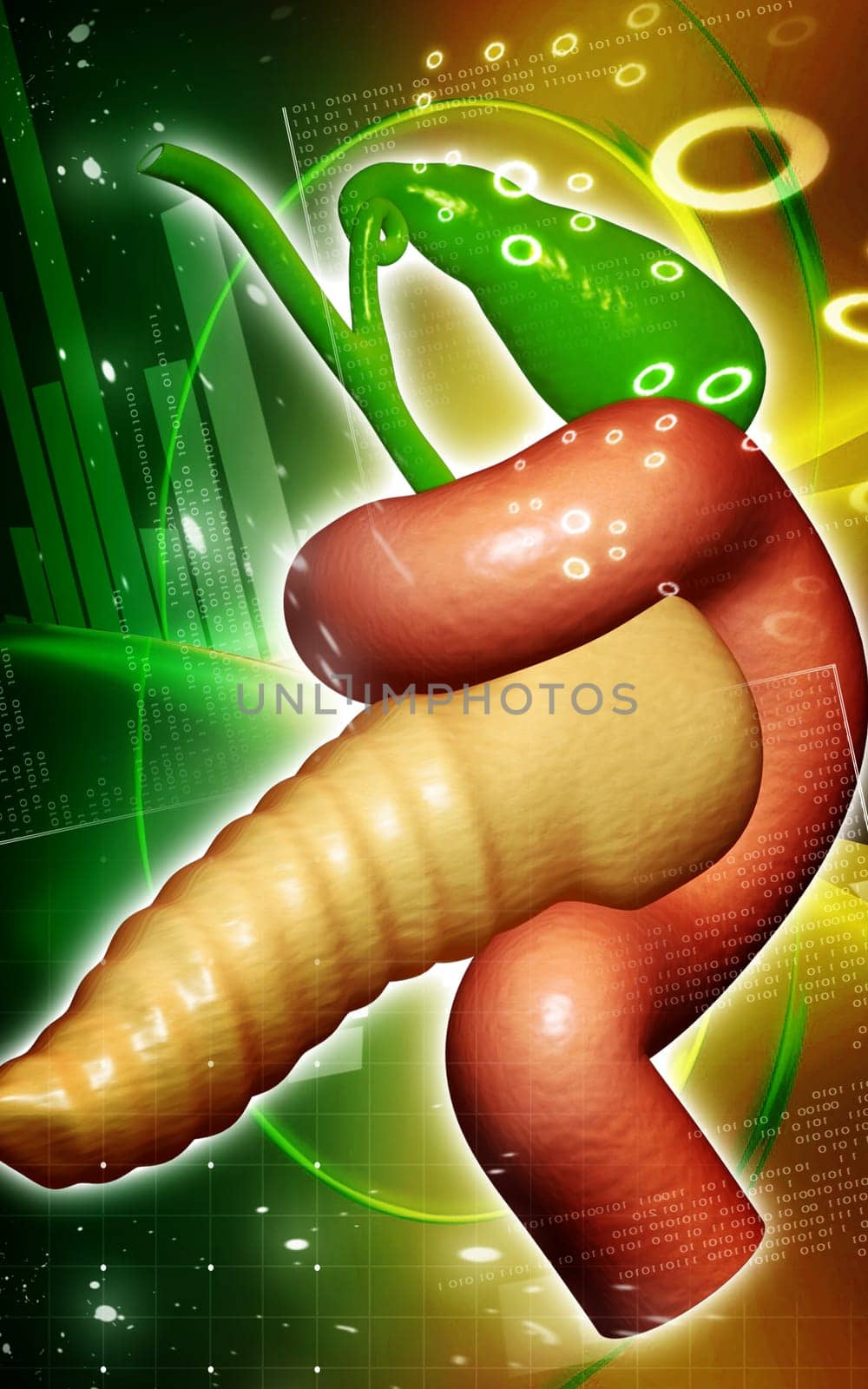 Digital illustration of pancreas in colour background